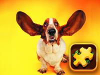 Jeu mobile Funny dogs puzzle