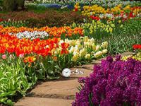 Jeu mobile Flower garden 2