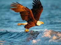 Jeu mobile Animals jigsaw puzzle eagle