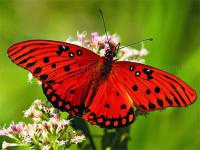 Jeu mobile Nature jigsaw puzzle butterfly