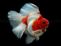 Jeu mobile Gold fish jigsaw puzzle
