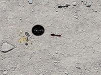 Jeu mobile Ants destroyer 2
