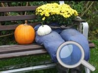Jeu mobile Autumn garden - find 100 butterflies