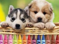 Jeu mobile 4gameground - puppy coloring