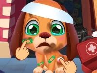 Stray puppy pet care