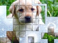 Jeu mobile Picpu dog