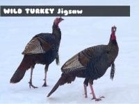 Jeu mobile Wild turkey jigsaw