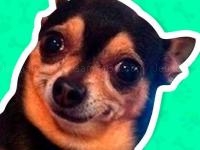 Jeu mobile What meme dog are you ?