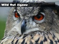 Jeu mobile Wild owl jigsaw