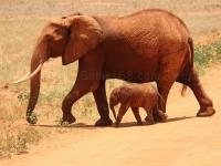 Animals jigsaw puzzle - elephants