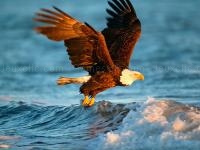 Animals jigsaw puzzle - eagle